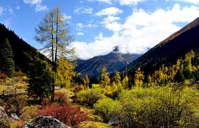 四川省林業(yè)廳領(lǐng)導(dǎo)到達古冰山考察調(diào)研